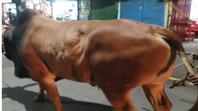 বনের পশু নয়, কোরবানি হোক মনের পশুর